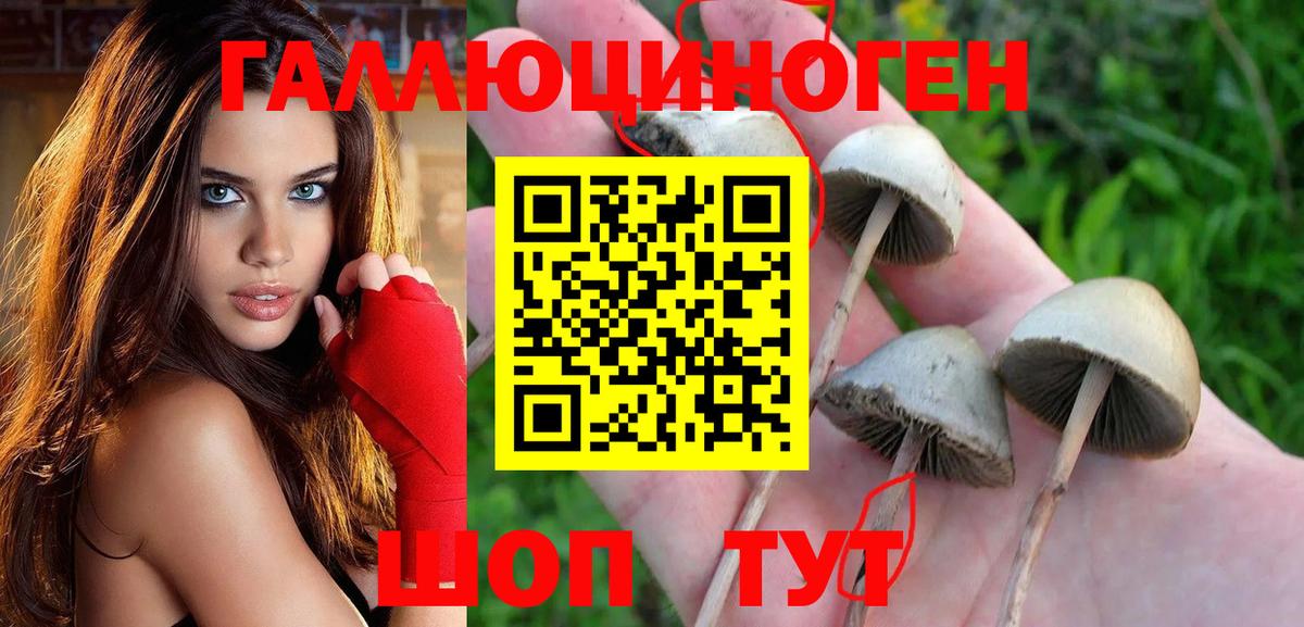 Галлюциногенные грибы прущие грибы  Вход с VPN  Черняховск 